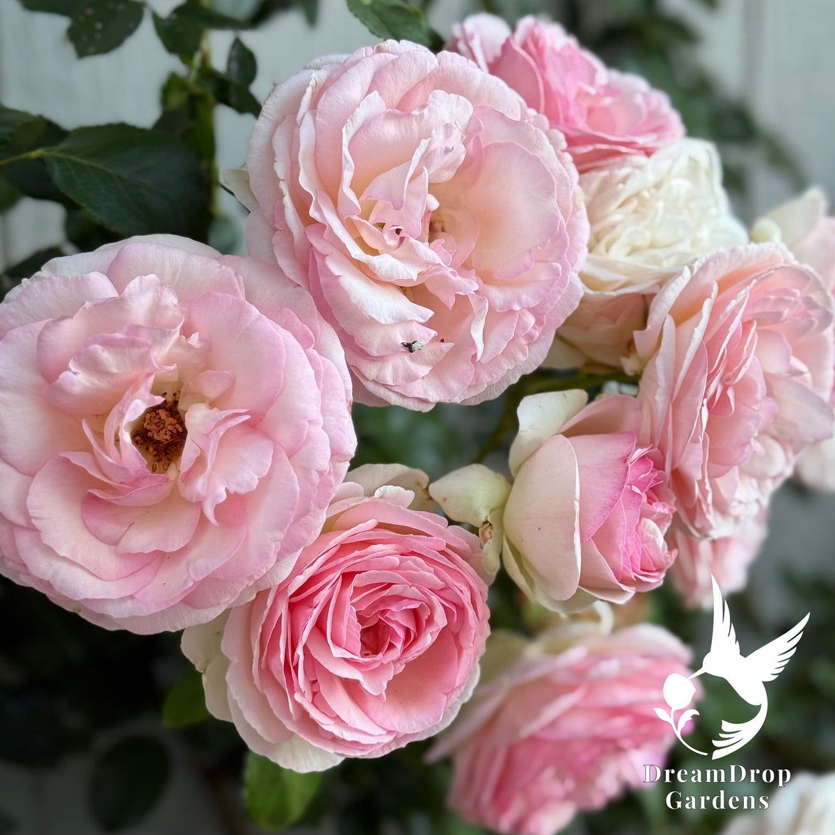 Rose - Eden Climber — DreamDrop Gardens photo 31