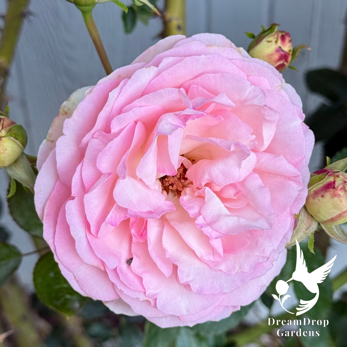 Rose - Eden Climber — DreamDrop Gardens photo 33
