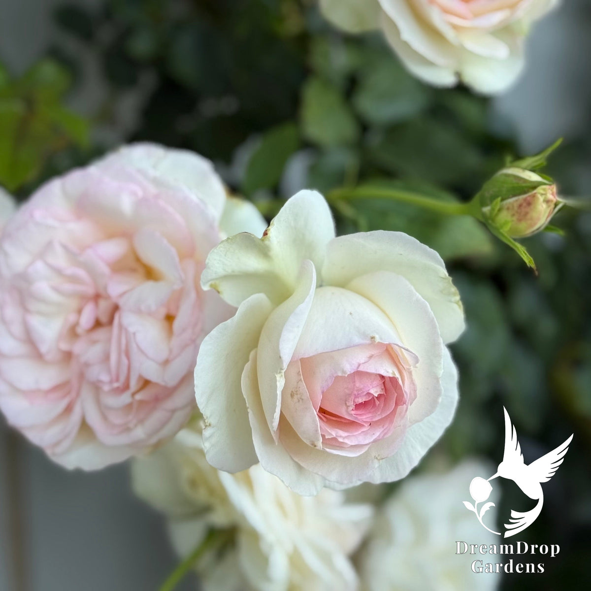 Rose - Eden Climber — DreamDrop Gardens photo 35