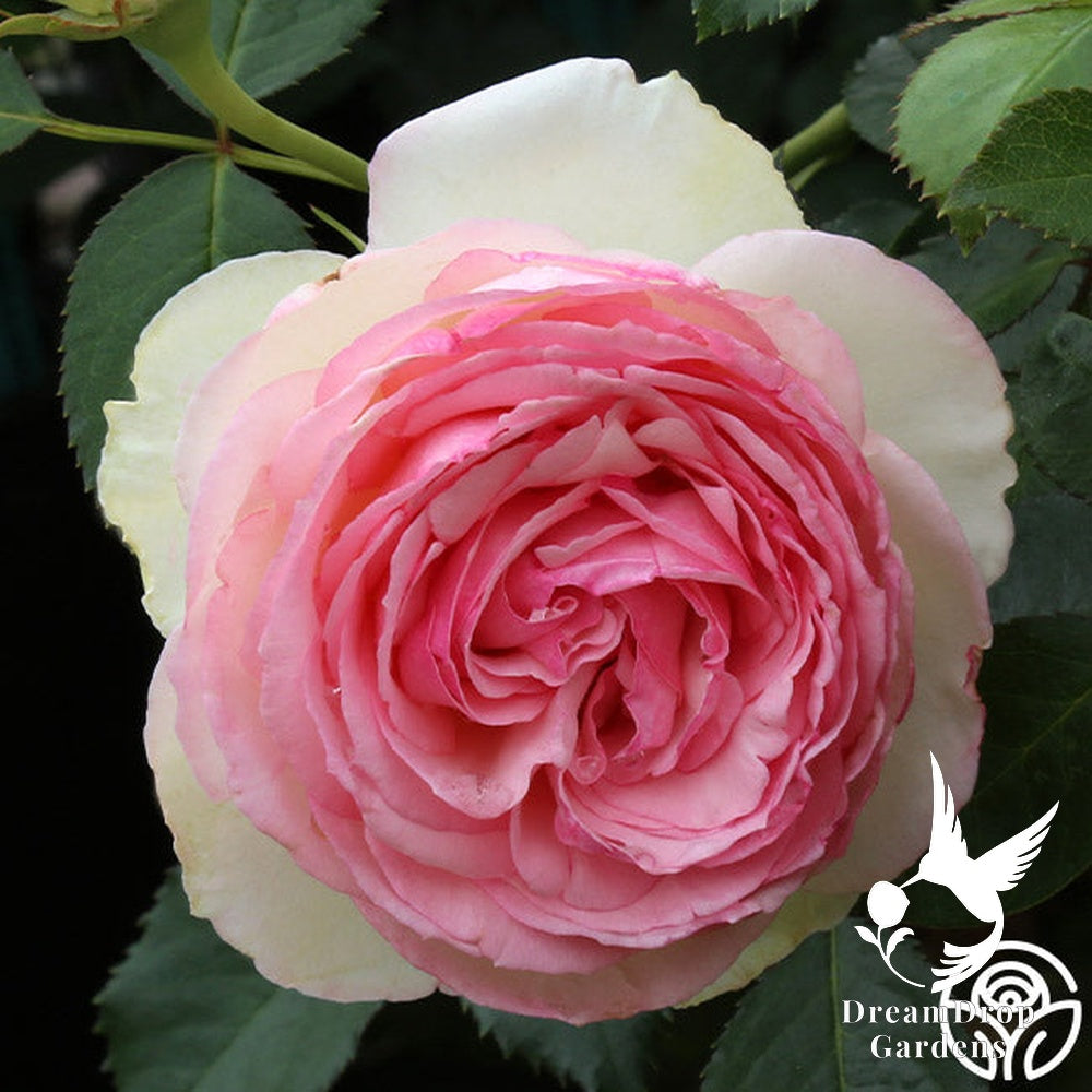 Rose - Eden Climber — DreamDrop Gardens photo 41
