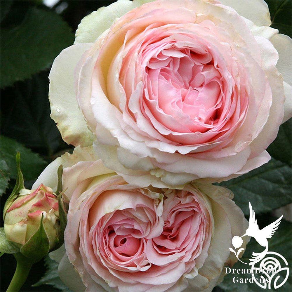 Rose - Eden Climber — DreamDrop Gardens photo 44