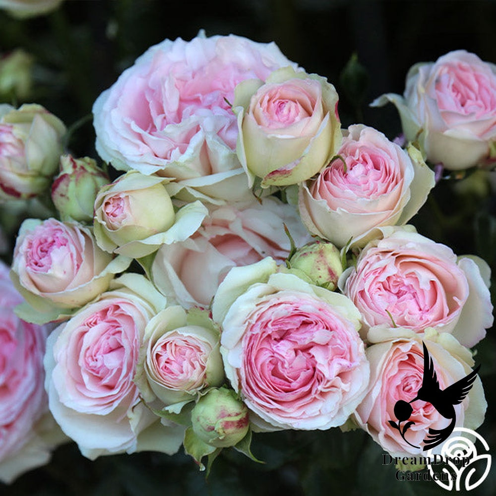 Rose - Eden Climber — DreamDrop Gardens photo 48