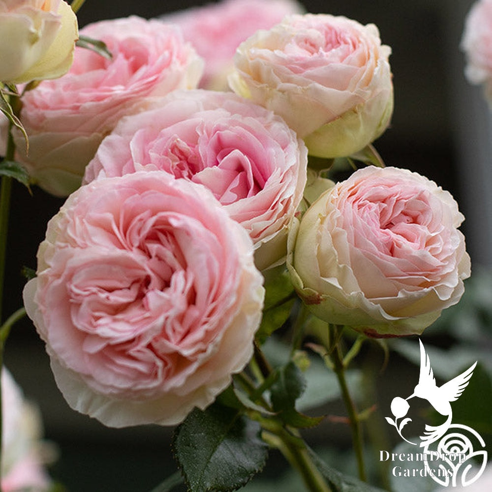 Rose - Eden Climber — DreamDrop Gardens photo 17