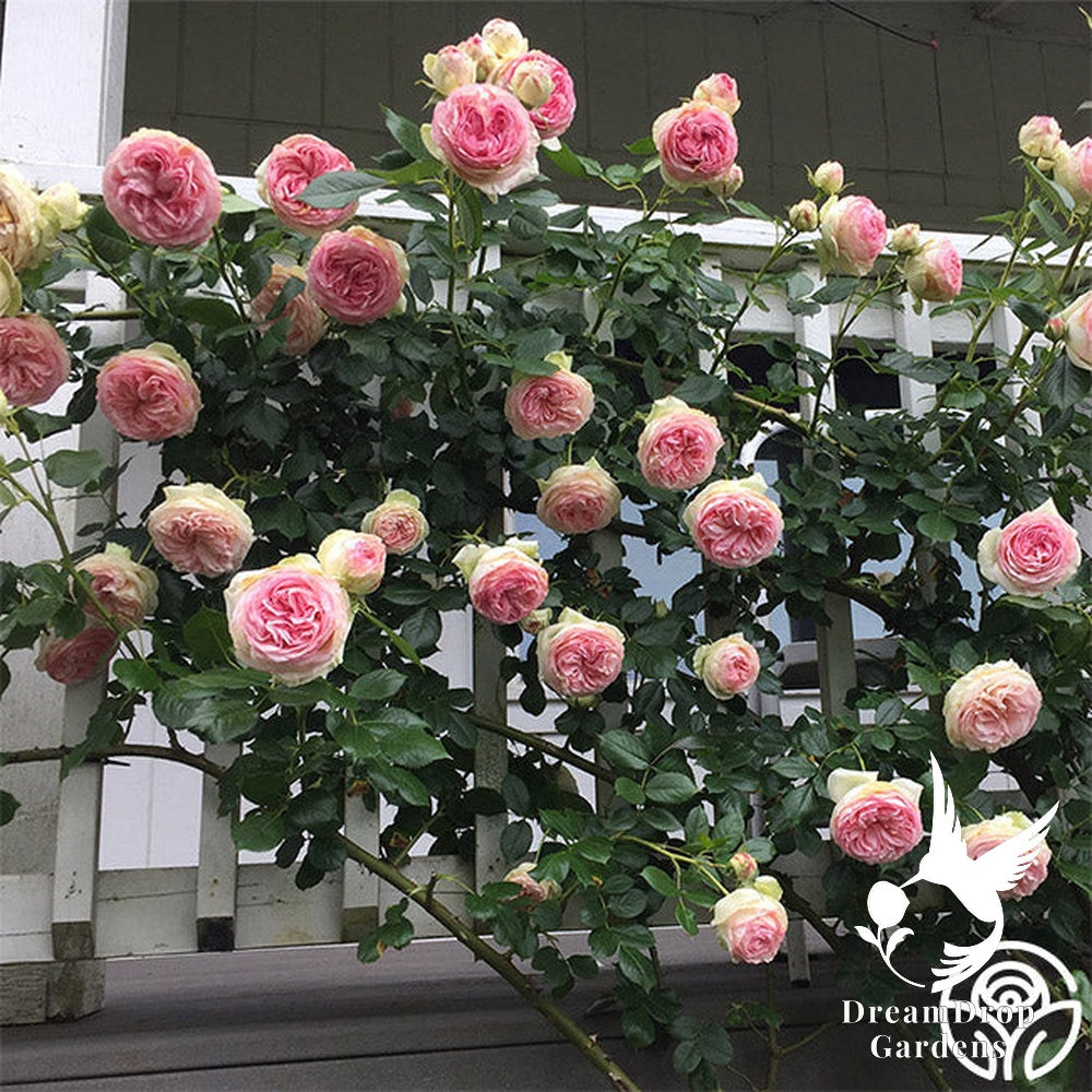 Rose - Eden Climber — DreamDrop Gardens photo 21