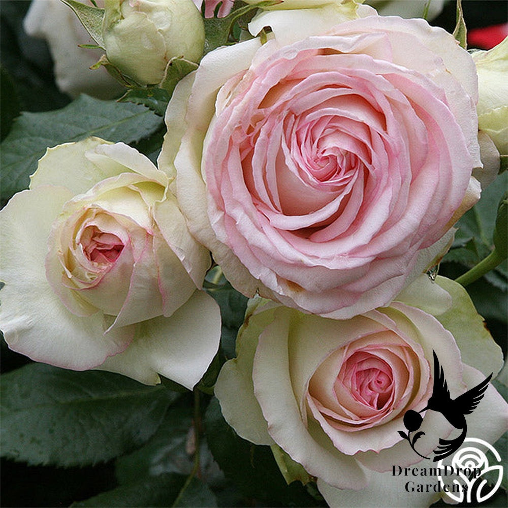 Rose - Eden Climber — DreamDrop Gardens photo 24