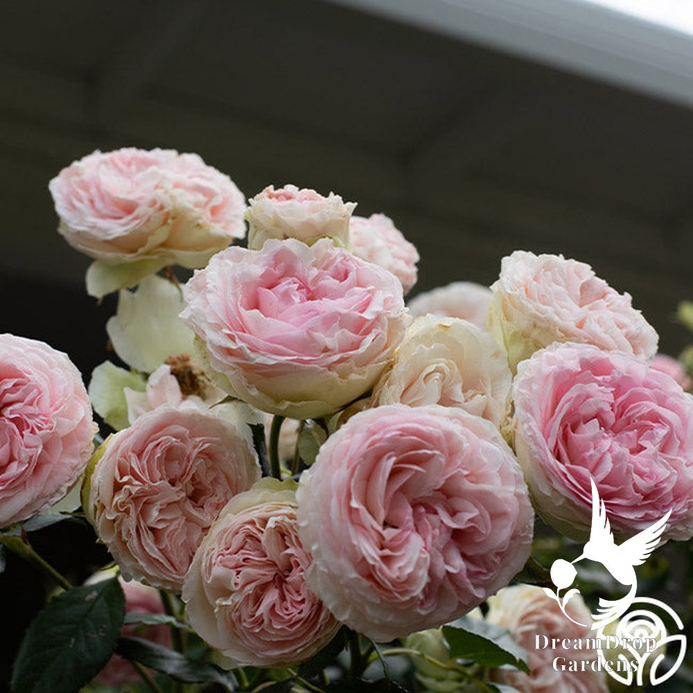 Rose - Eden Climber — DreamDrop Gardens photo 26