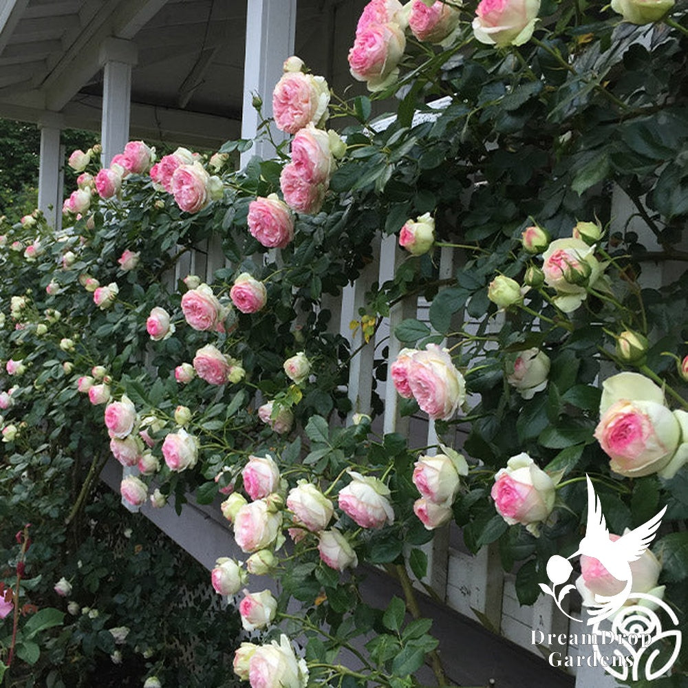 Rose - Eden Climber — DreamDrop Gardens photo 30
