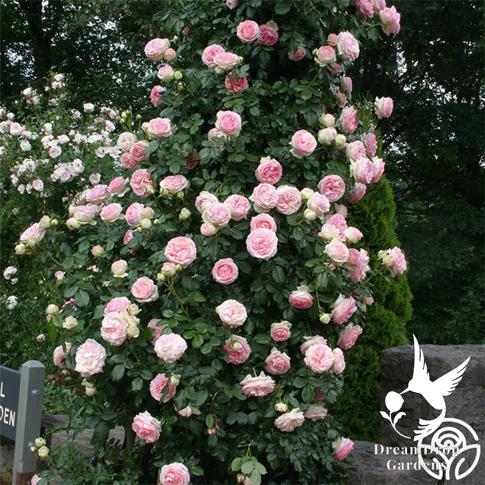Rose - Eden Climber — DreamDrop Gardens photo 35