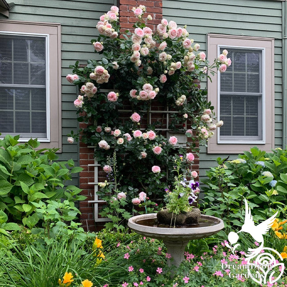 Rose - Eden Climber — DreamDrop Gardens photo 38