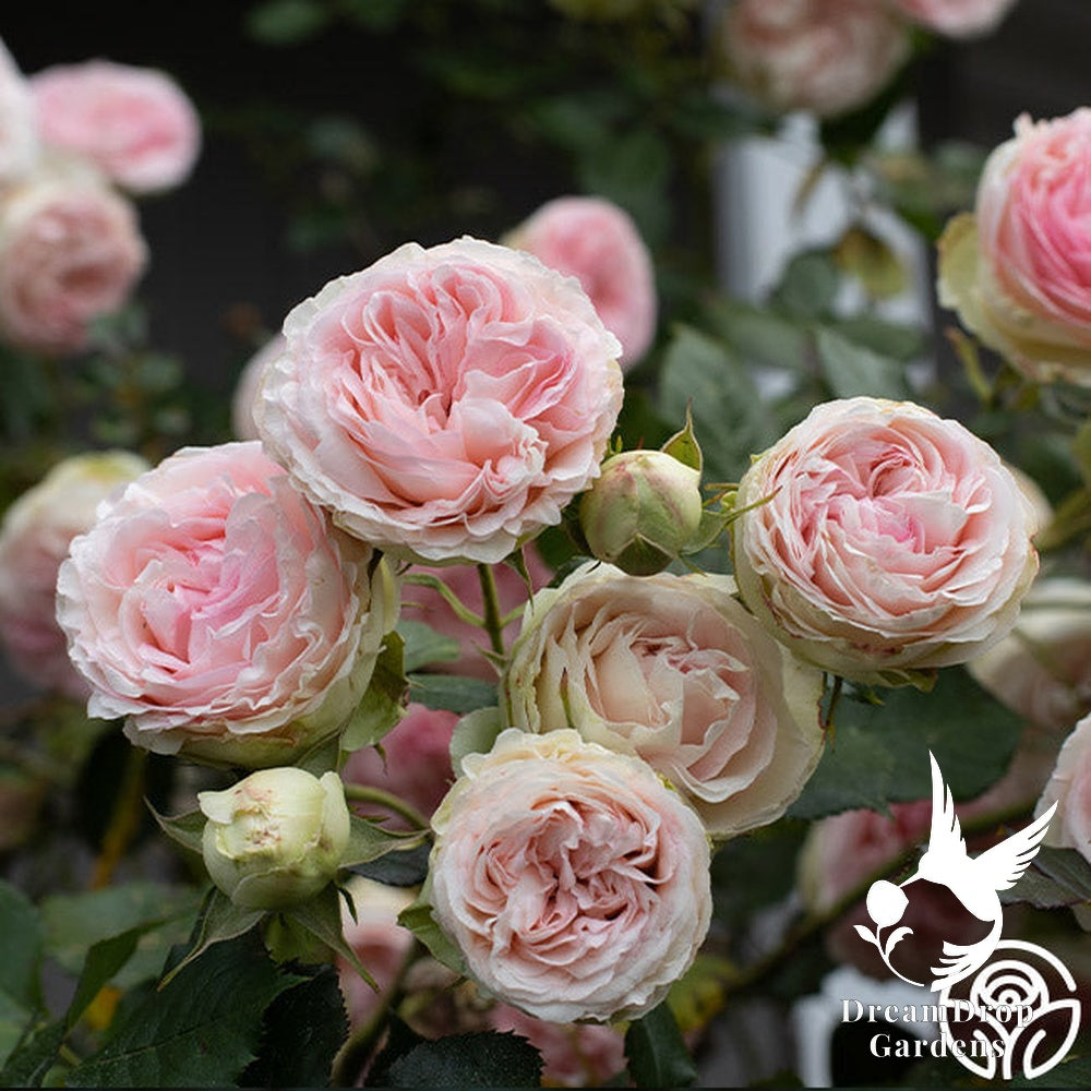 Rose - Eden Climber — DreamDrop Gardens photo 41