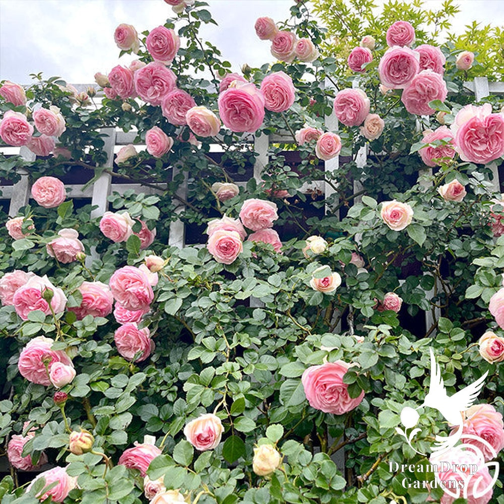 Rose - Eden Climber — DreamDrop Gardens photo 42