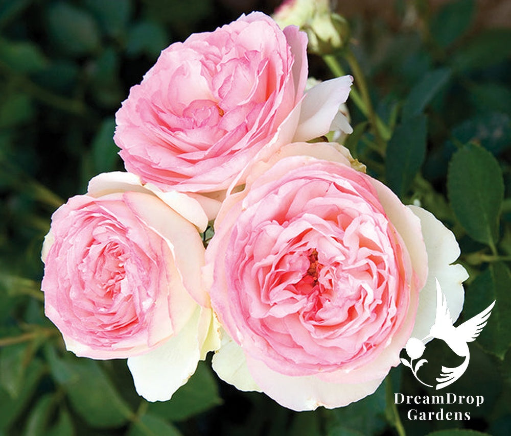 Rose - Eden Climber — DreamDrop Gardens photo 45