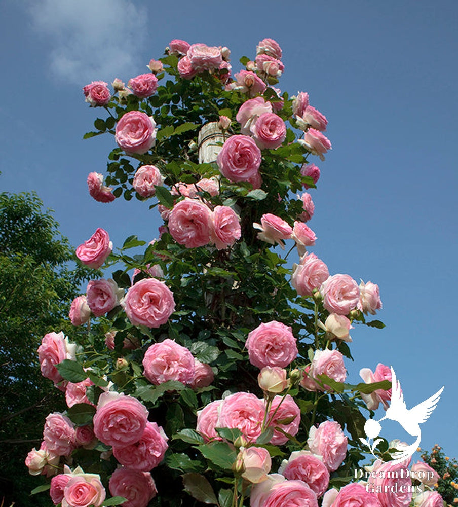 Rose - Eden Climber — DreamDrop Gardens photo 46