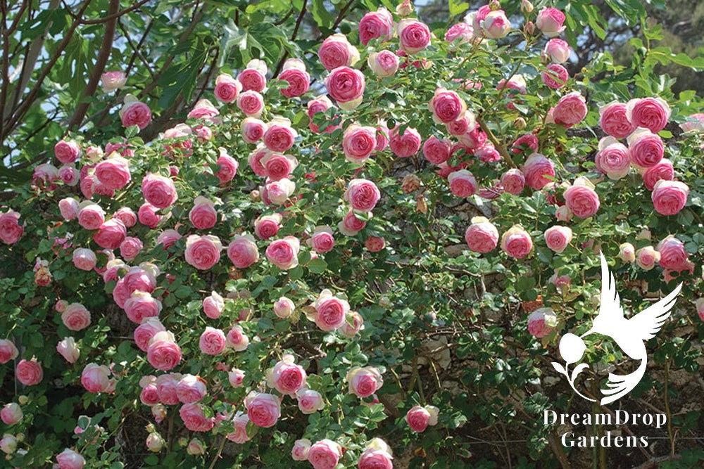 Rose - Eden Climber — DreamDrop Gardens photo 49
