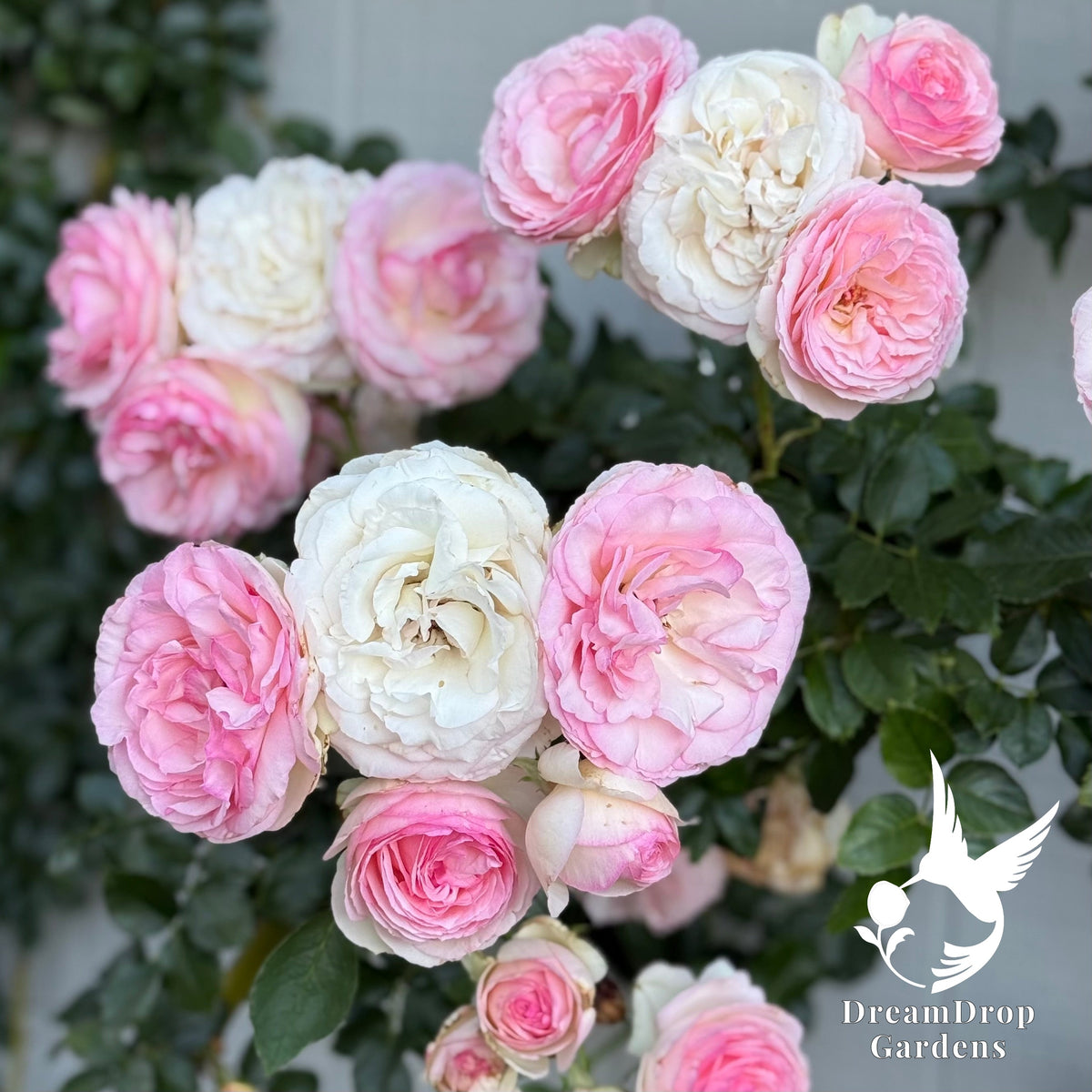 Rose - Eden Climber — DreamDrop Gardens photo 53