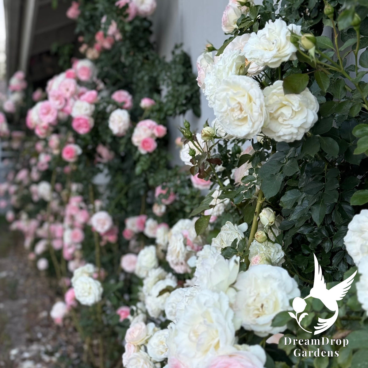 Rose - Eden Climber — DreamDrop Gardens photo 54