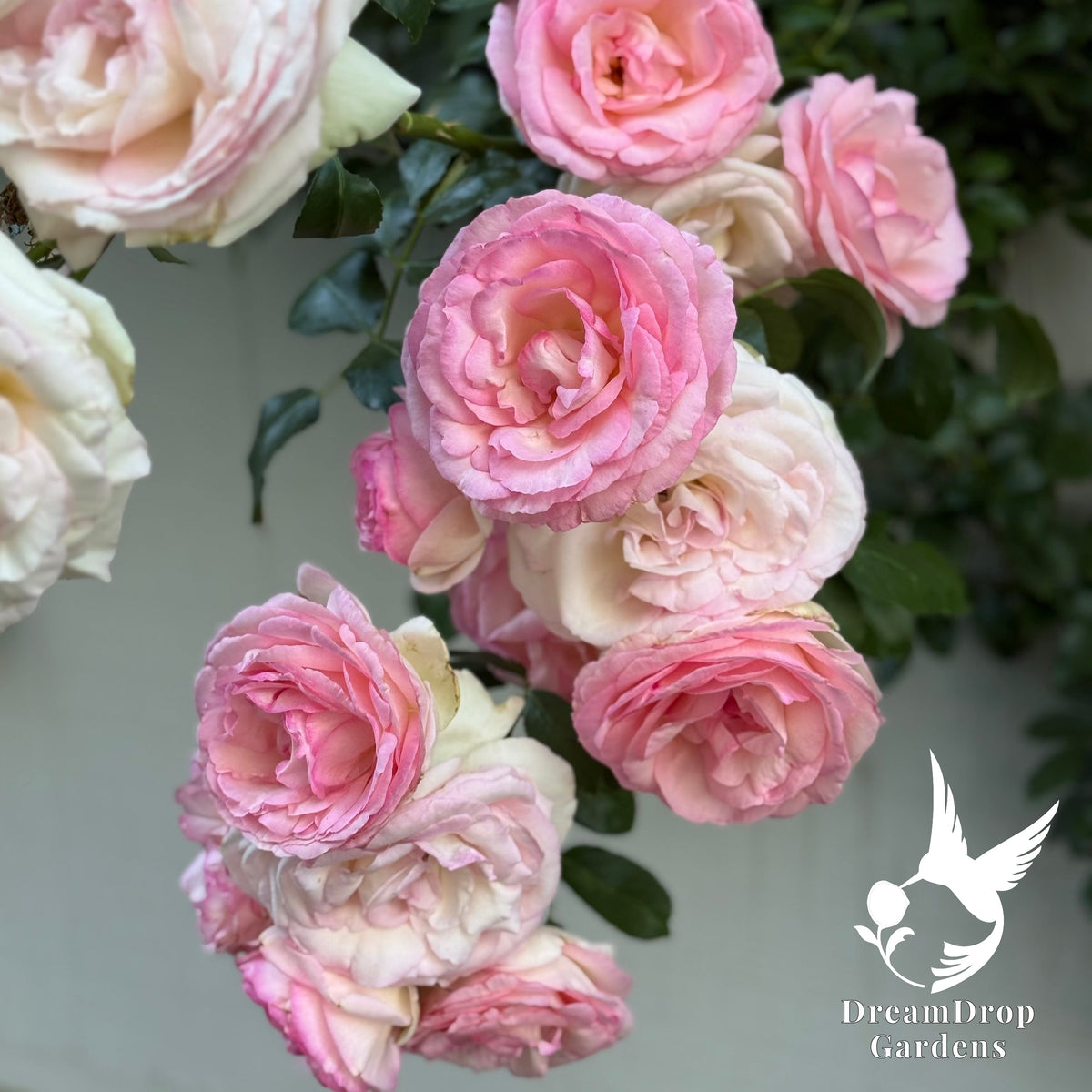 Rose - Eden Climber — DreamDrop Gardens photo 56