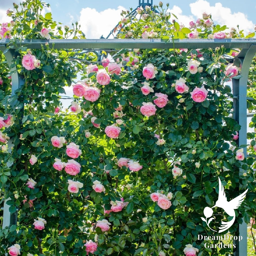 Rose - Eden Climber — DreamDrop Gardens photo 60
