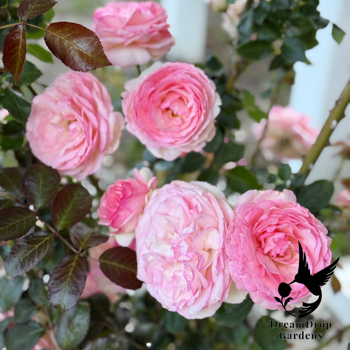 Rose - Eden Climber — DreamDrop Gardens photo 62