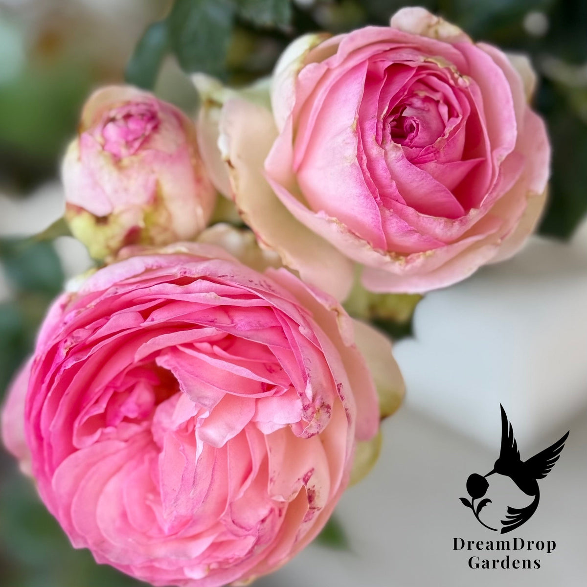 Rose - Eden Climber — DreamDrop Gardens photo 63