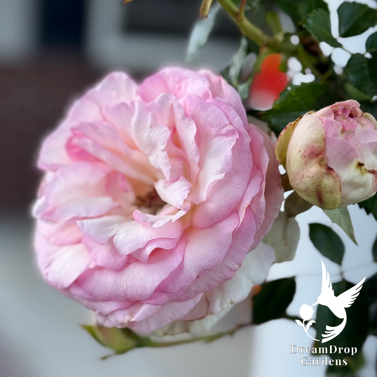 Rose - Eden Climber — DreamDrop Gardens photo 2