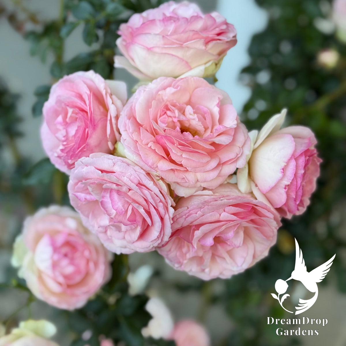 Rose - Eden Climber — DreamDrop Gardens photo 5