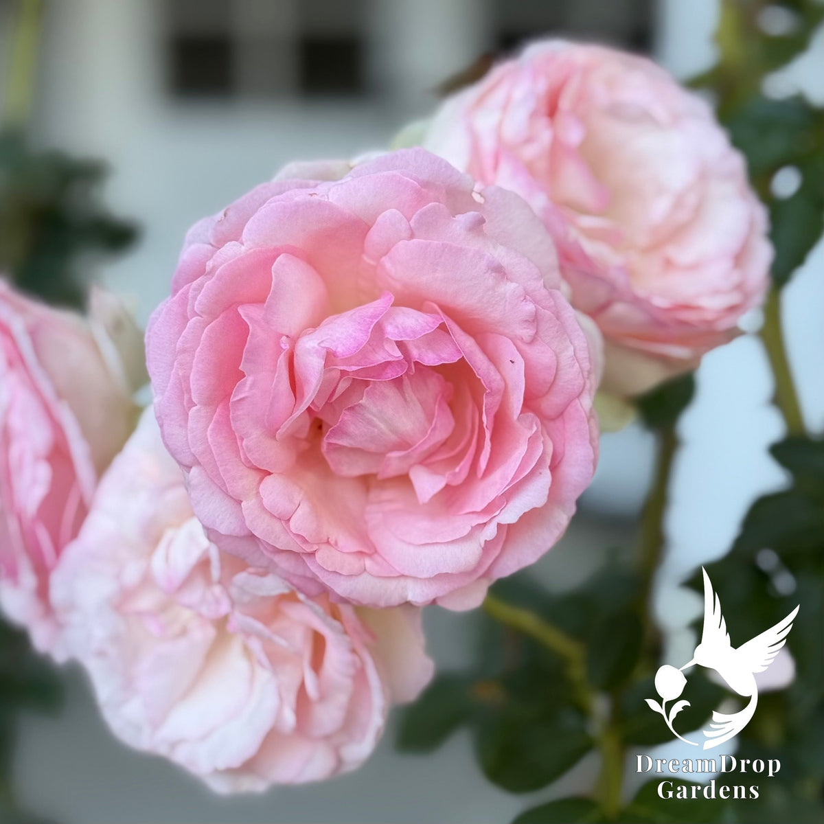 Rose - Eden Climber — DreamDrop Gardens photo 6