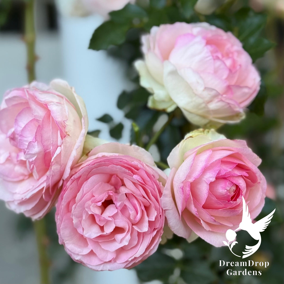 Rose - Eden Climber — DreamDrop Gardens photo 7