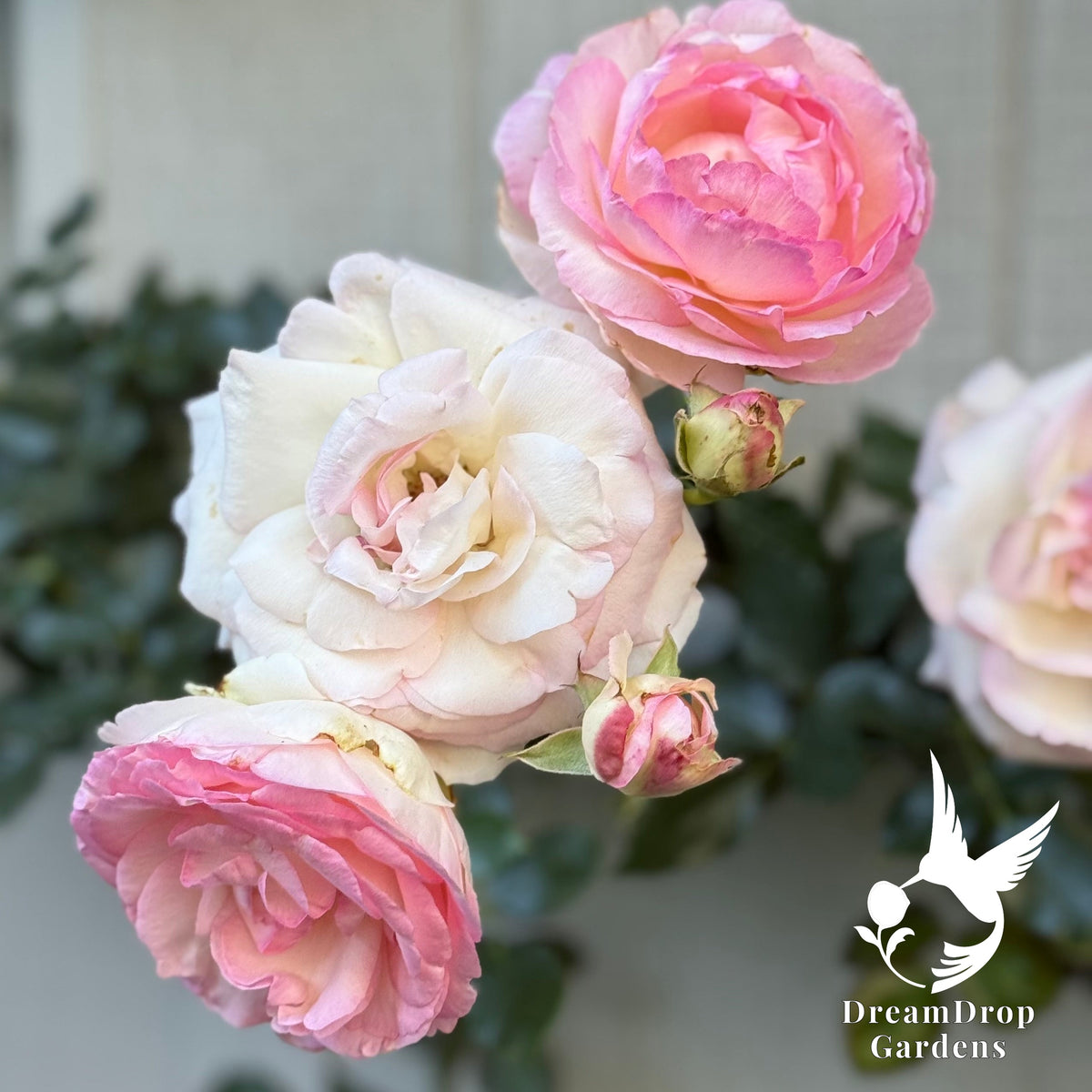 Rose - Eden Climber — DreamDrop Gardens photo 9