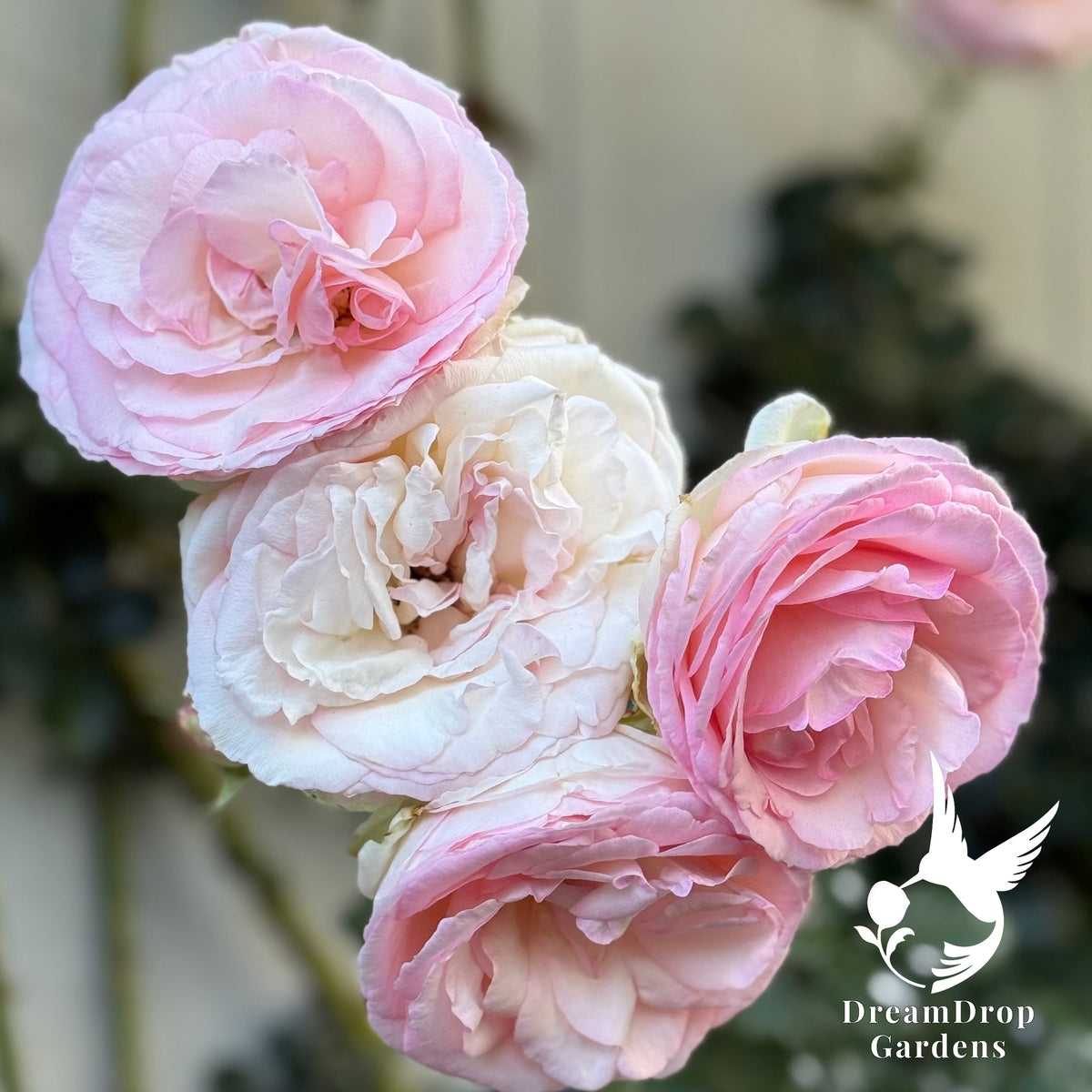 Rose - Eden Climber — DreamDrop Gardens photo 10