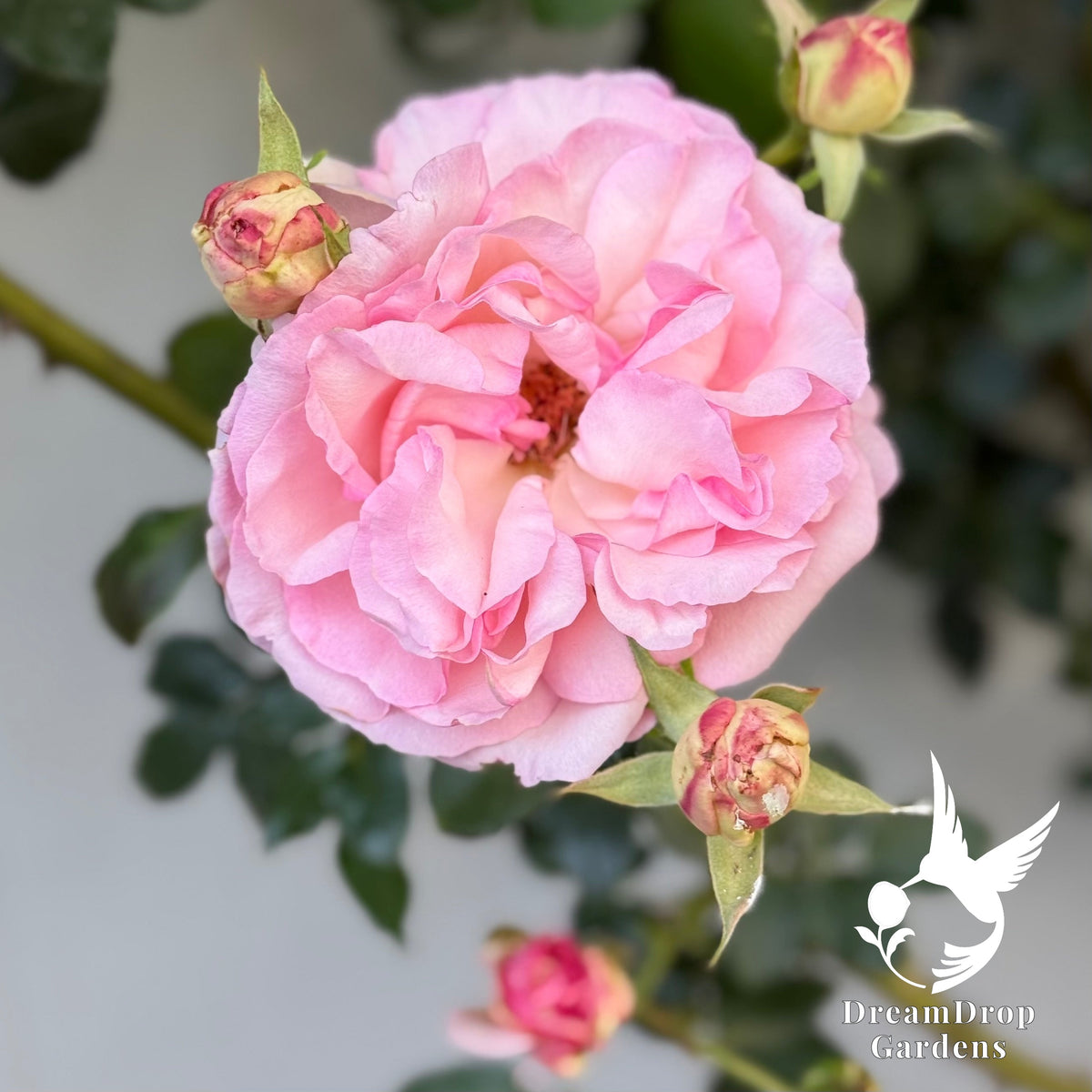 Rose - Eden Climber — DreamDrop Gardens photo 11