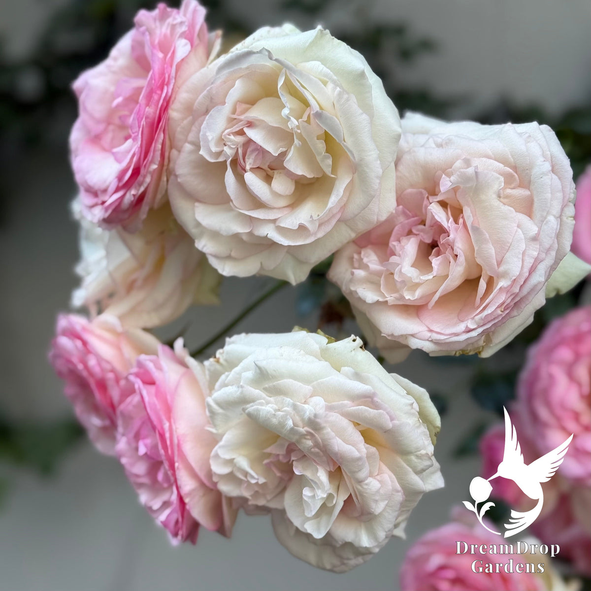 Rose - Eden Climber — DreamDrop Gardens photo 14