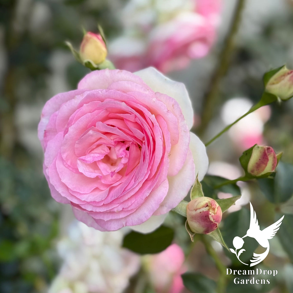 Rose - Eden Climber — DreamDrop Gardens photo 15