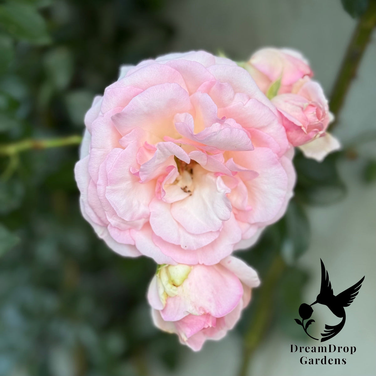 Rose - Eden Climber — DreamDrop Gardens photo 16
