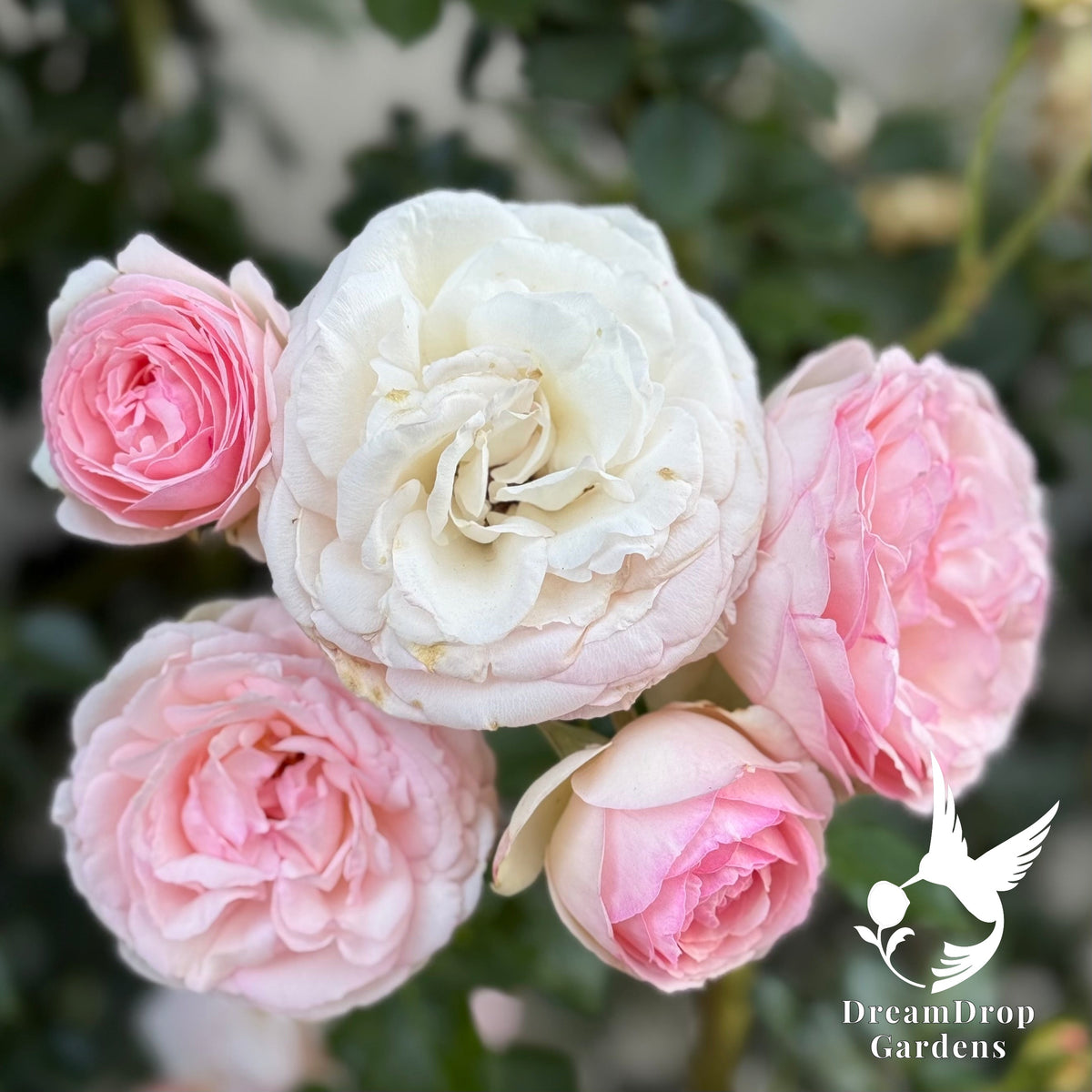 Rose - Eden Climber — DreamDrop Gardens photo 19