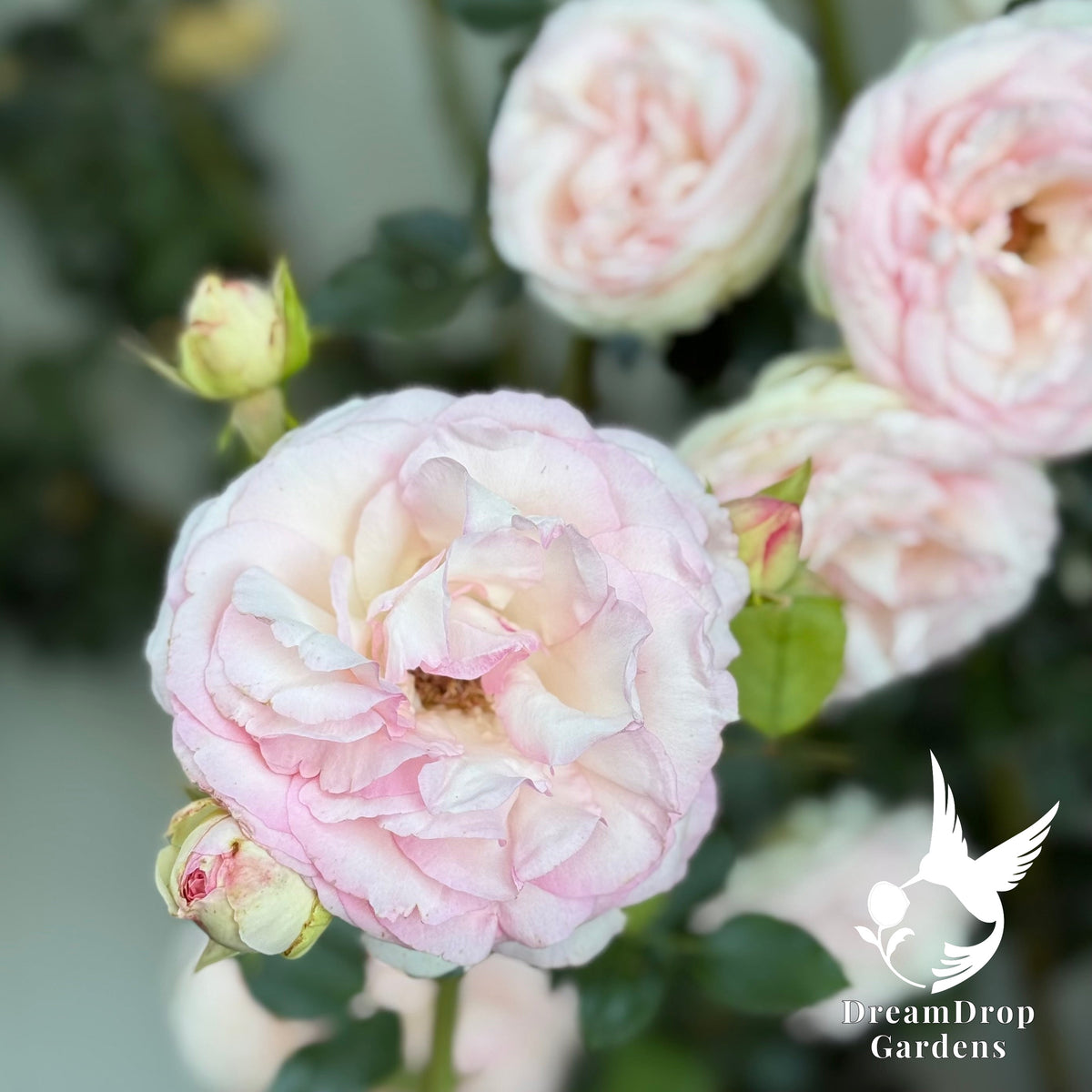 Rose - Eden Climber — DreamDrop Gardens photo 22