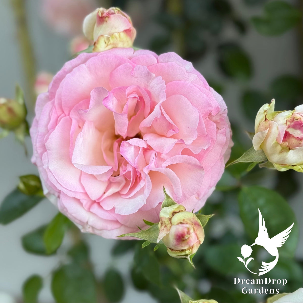 Rose - Eden Climber — DreamDrop Gardens photo 24