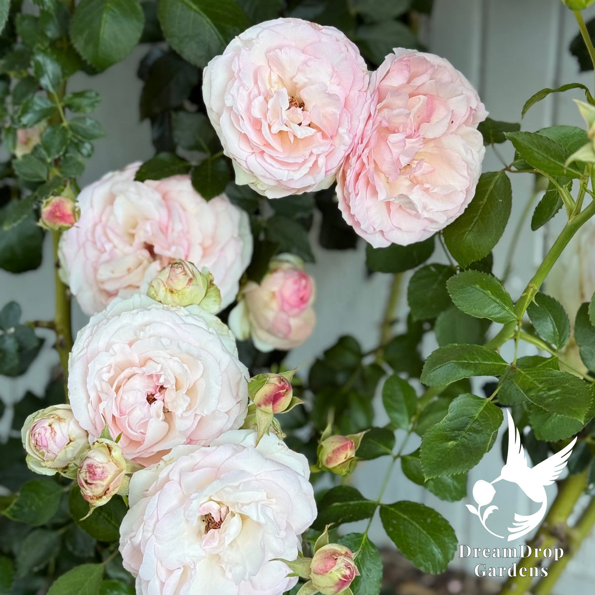 Rose - Eden Climber — DreamDrop Gardens photo 25