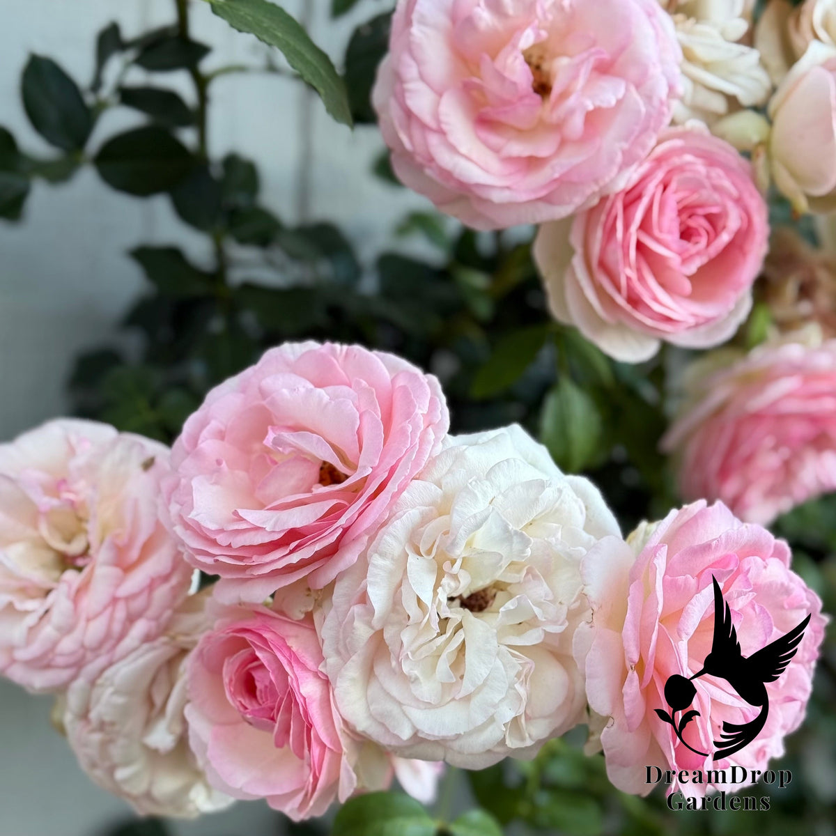 Rose - Eden Climber — DreamDrop Gardens photo 26