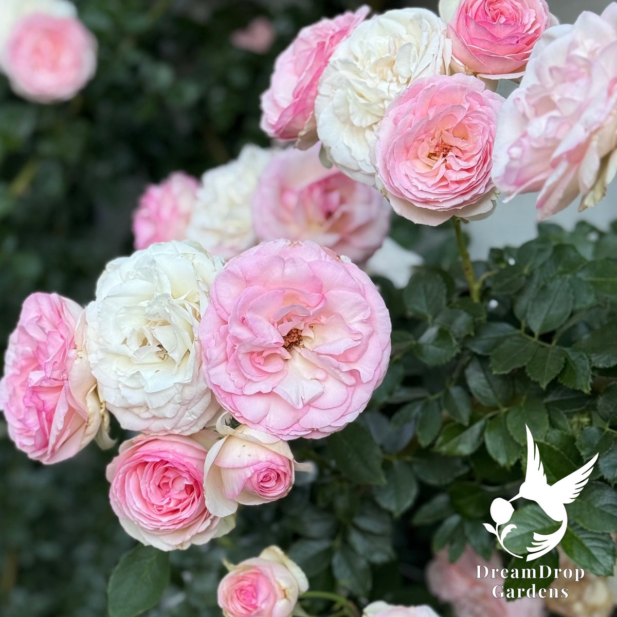 Rose - Eden Climber — DreamDrop Gardens photo 30