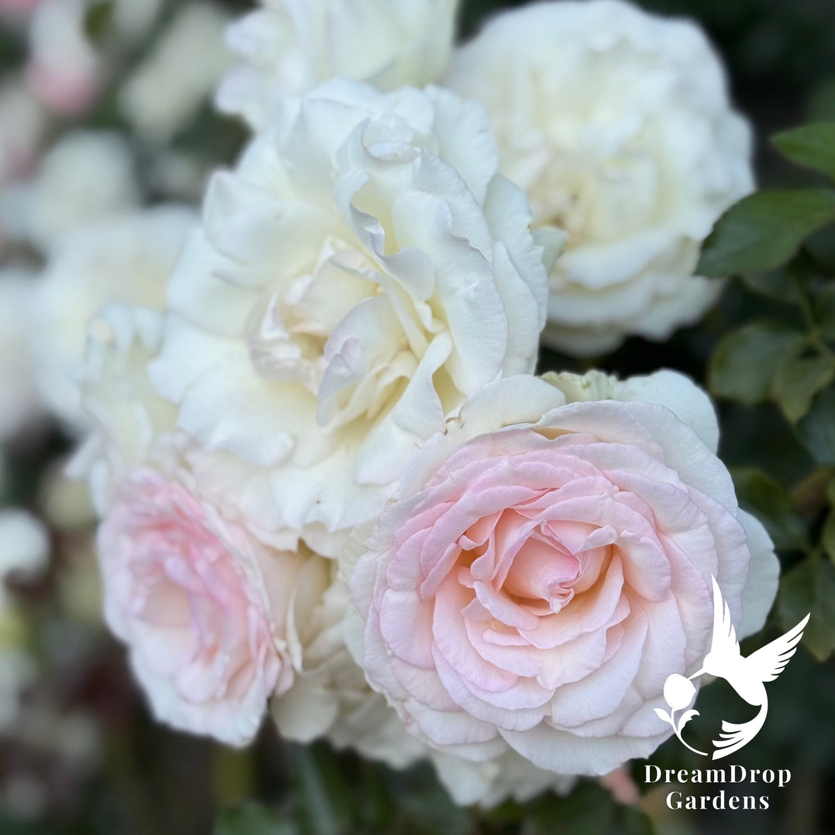 Rose - Eden Climber — DreamDrop Gardens photo 34
