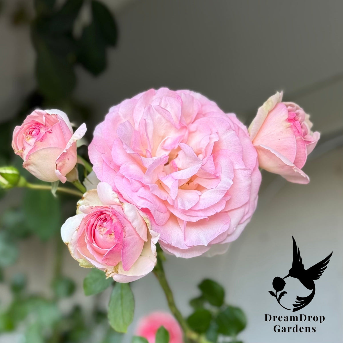 Rose - Eden Climber — DreamDrop Gardens photo 9