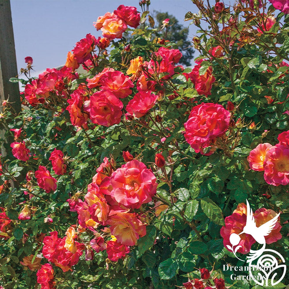 Rose - Joseph's Coat — DreamDrop Gardens photo 10