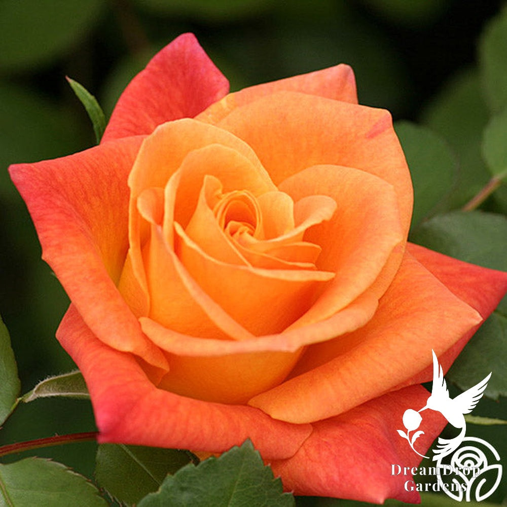Rose - Joseph's Coat — DreamDrop Gardens photo 11