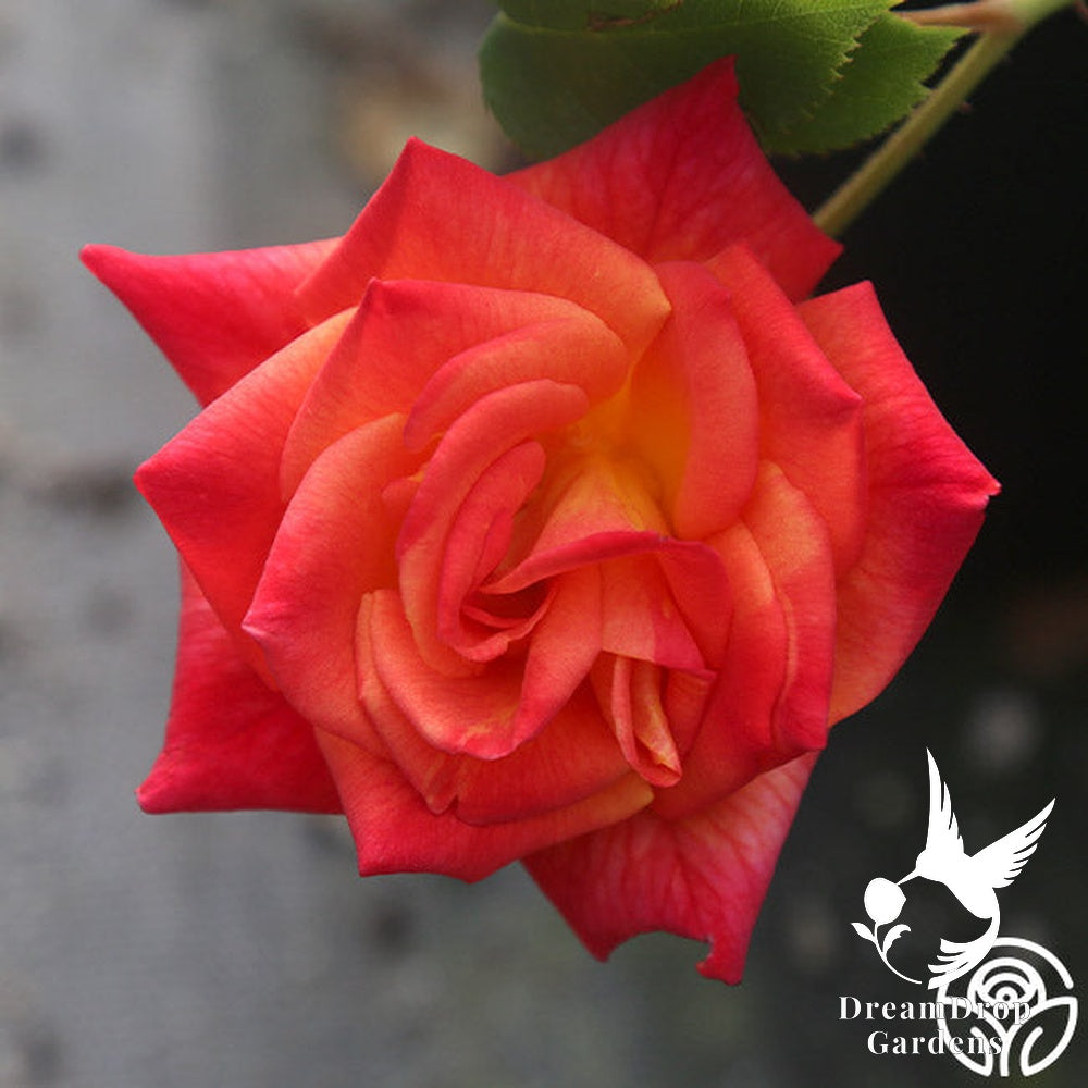 Rose - Joseph's Coat — DreamDrop Gardens photo 12