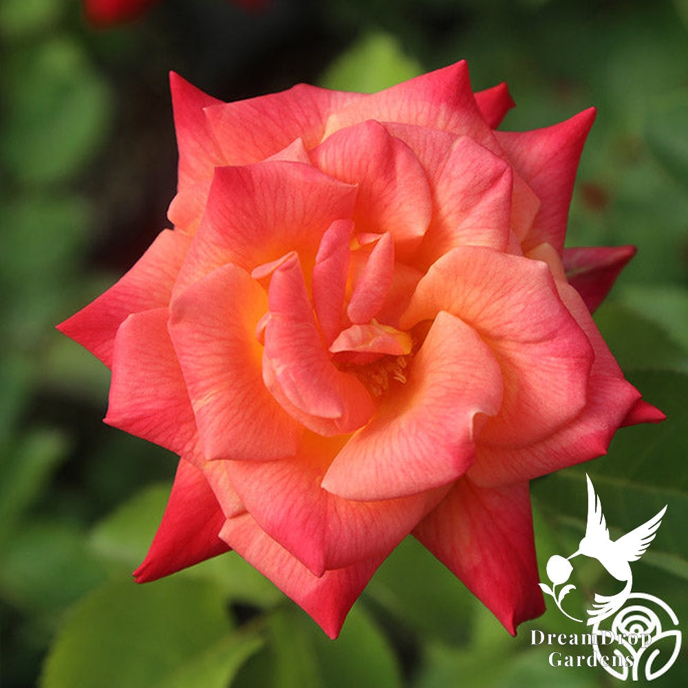 Rose - Joseph's Coat — DreamDrop Gardens photo 13