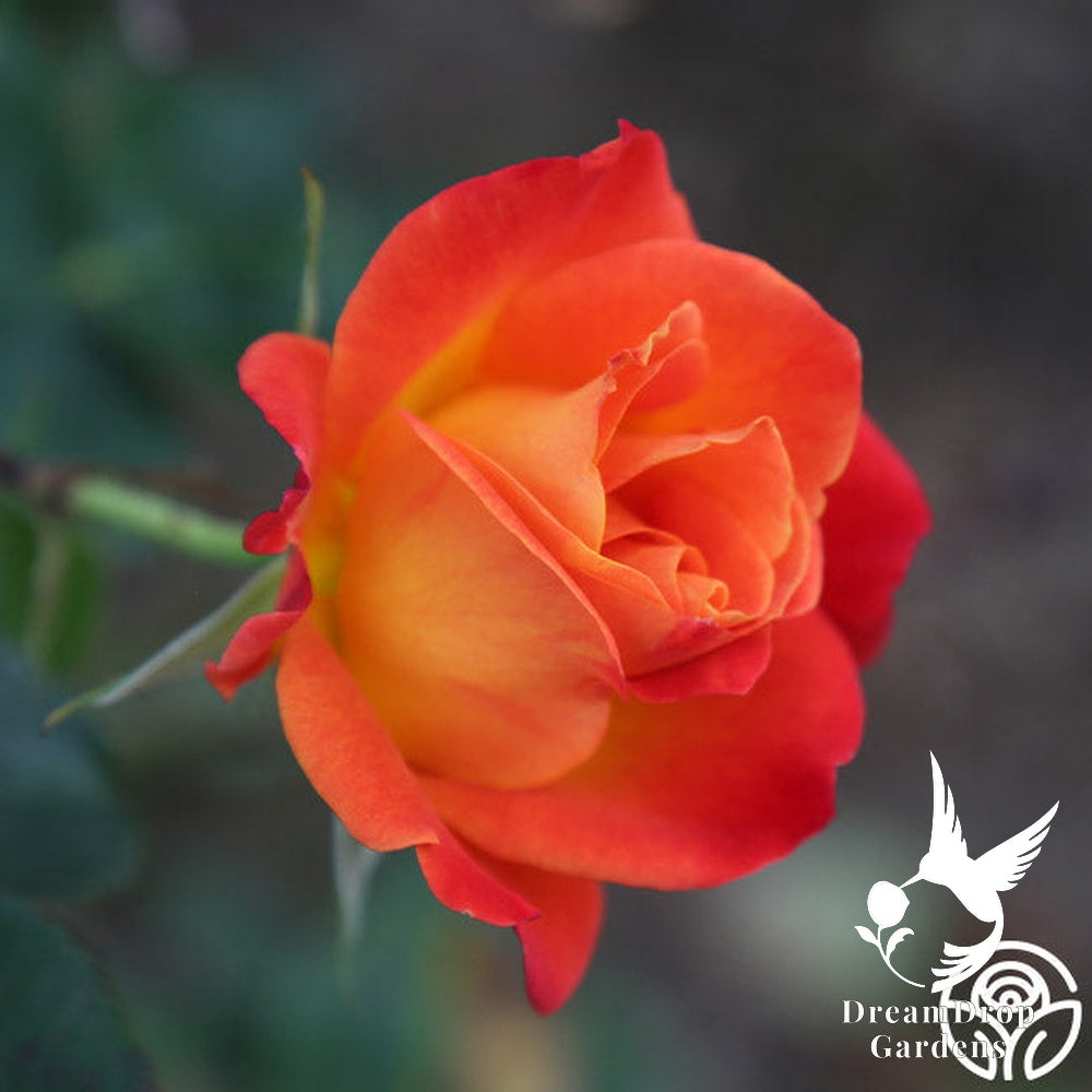 Rose - Joseph's Coat — DreamDrop Gardens photo 14