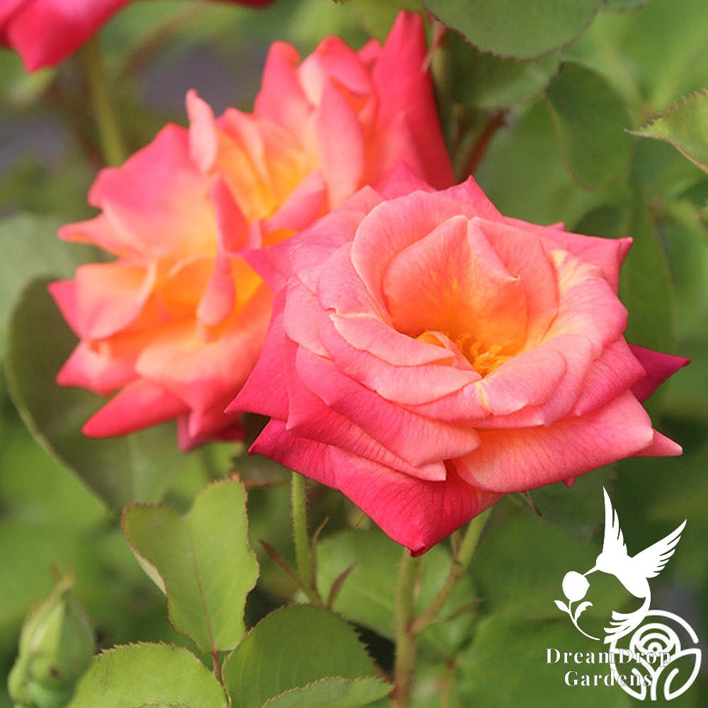 Rose - Joseph's Coat — DreamDrop Gardens photo 15