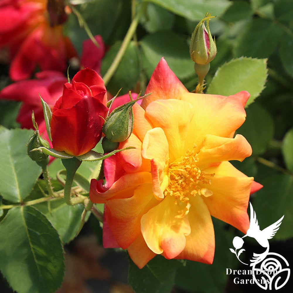 Rose - Joseph's Coat — DreamDrop Gardens photo 16