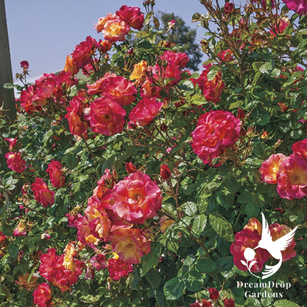 Rose - Joseph's Coat — DreamDrop Gardens photo 1